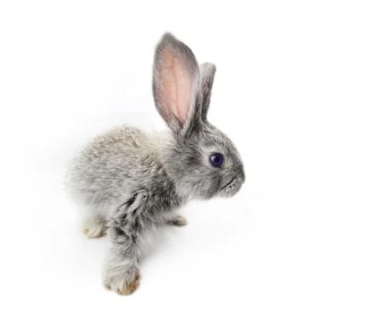 Gray rabbit Stock Photos