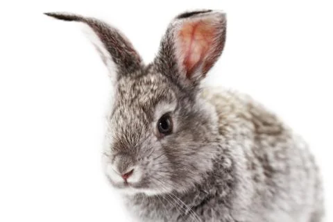 Gray rabbit Stock Photos