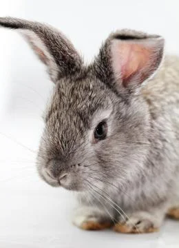 Gray rabbit Foto stock