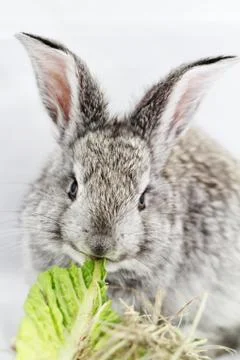 Gray rabbit Stock Photos