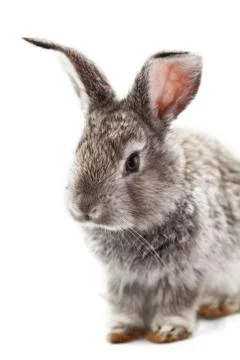 Gray rabbit Stock Photos