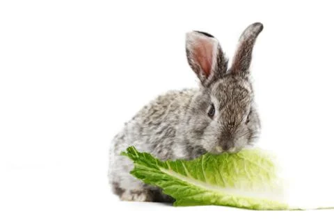 Gray rabbit Stock Photos
