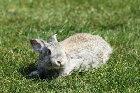 Gray rabbit Stock Photos