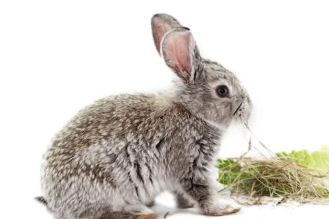 Gray rabbit Stock Photos