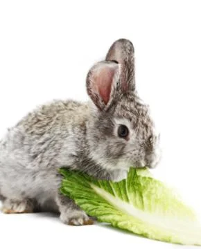 Gray rabbit Stock Photos