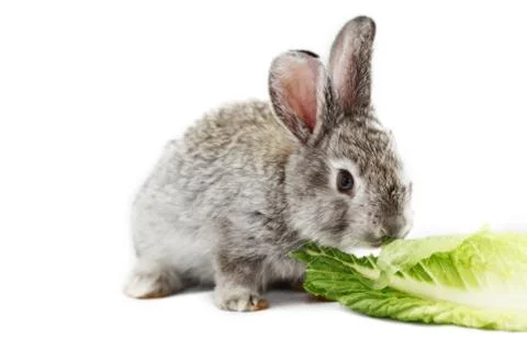 Gray rabbit Stock Photos
