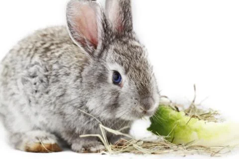 Gray rabbit Stock Photos