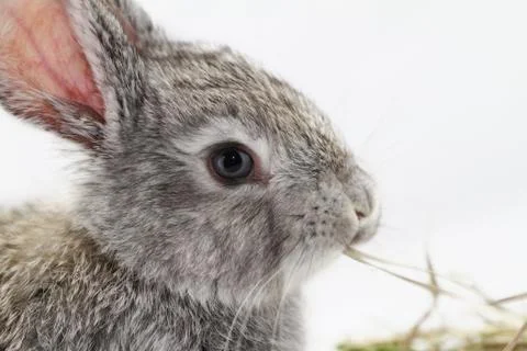 Gray rabbit Stock Photos