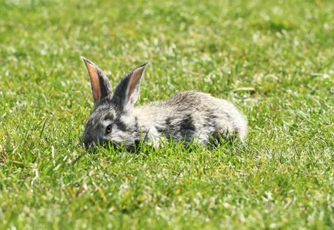 Gray rabbit Stock Photos