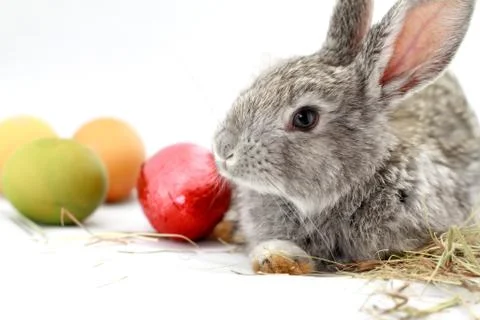 Gray rabbit Foto stock