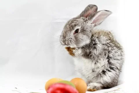 Gray rabbit Stock Photos