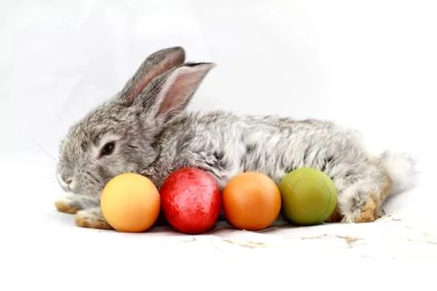 Gray rabbit Stock Photos
