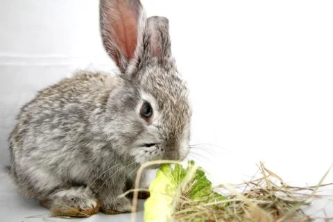 Gray rabbit Foto stock