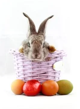 Gray rabbit Stock Photos