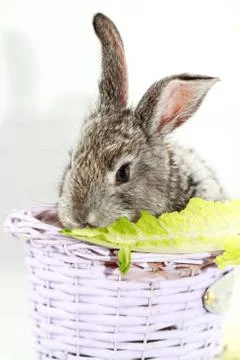Gray rabbit Stock Photos