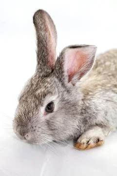 Gray rabbit Stock Photos