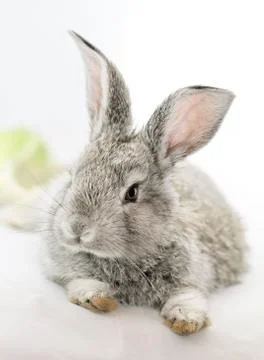 Gray rabbit Stock Photos