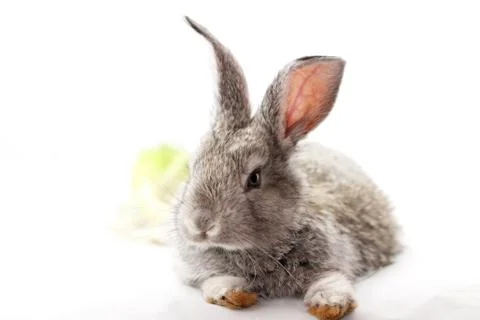 Gray rabbit Foto stock