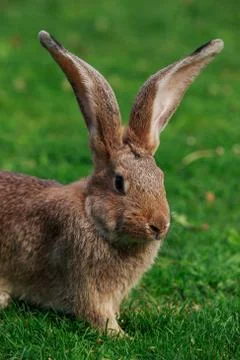 The gray rabbit Stock Photos