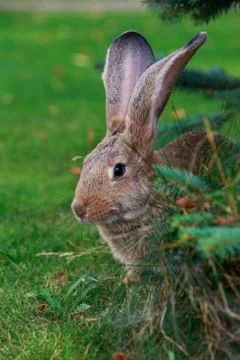 The gray rabbit 스톡 사진