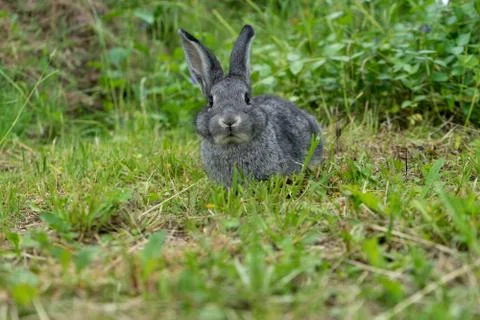 Gray rabbit Stock Photos