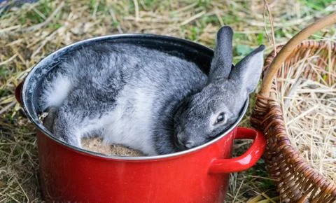 Gray rabbit Stock Photos