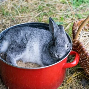 Gray rabbit Stock Photos