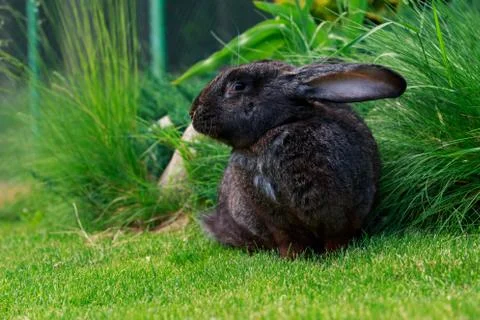 The gray rabbit Stock Photos