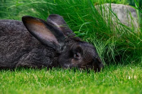 The gray rabbit Stock Photos