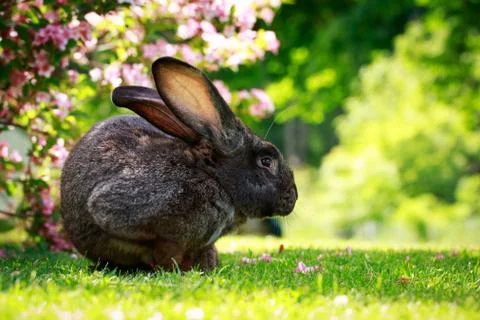 The gray rabbit Stock Photos