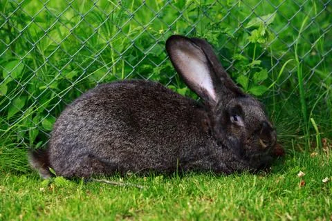 The gray rabbit Stock Photos