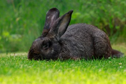 The gray rabbit 库存照片