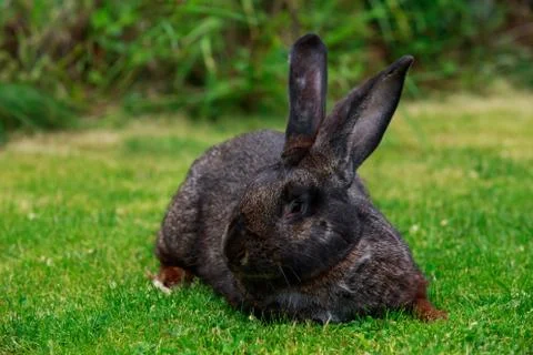 The gray rabbit Stock Photos