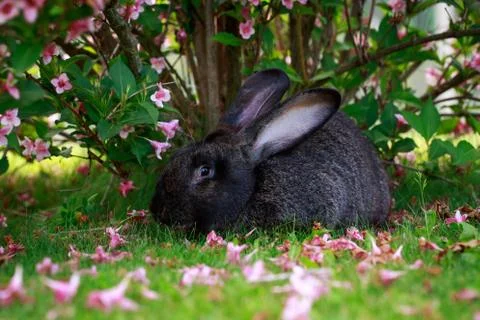 The gray rabbit Photos