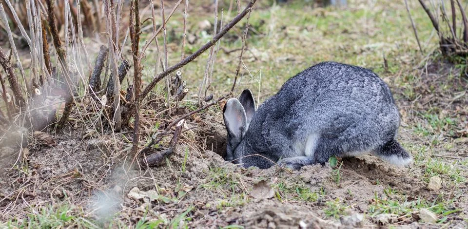 Gray rabbit Stock Photos
