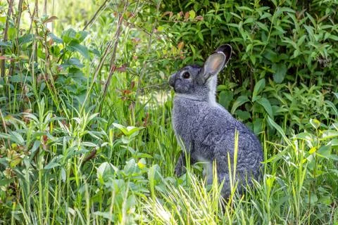 Gray rabbit Stock Photos