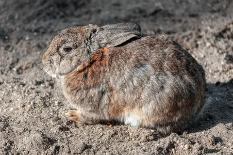 Gray rabbit Stock Photos