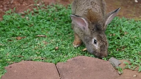 A gray rabbit ran and scratched the ground 스톡 동영상 265789209
