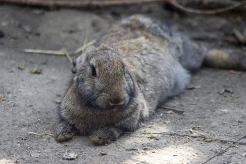 Gray rabbit resting Stock Photos