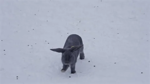Gray rabbit running on snow in slow motion Video stock 327332814