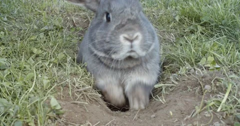 Gray rabbit runs out from hole Stock Footage