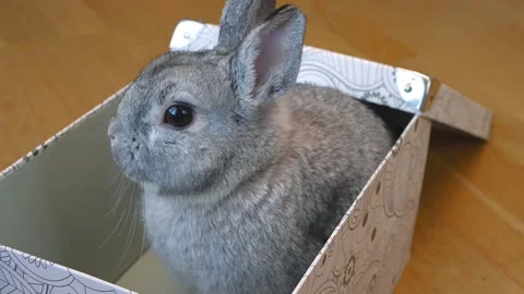 Gray rabbit sits in box and moves its nose. Hare in gift boxes close-up, beloved Stock Footage