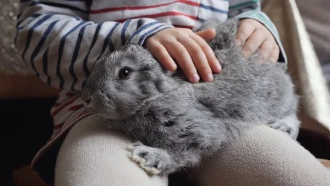 The gray rabbit sits on the knees of a child Vidéo 101776205