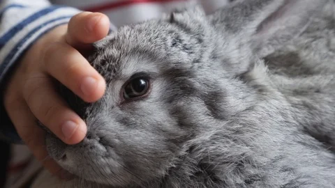 The gray rabbit sits on the knees of a child. Close-up Stock Footage 101776361