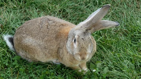 Gray rabbit sitting in the grass in a meadow. Stock Footage 122210039