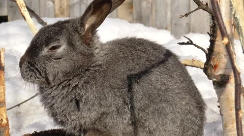 Gray rabbit sitting on a hummock and clean. Stock Footage 67581040
