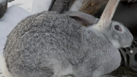 Gray rabbit sitting in the snow in winter Video stock 340475458
