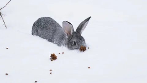 Gray rabbit in the snow Video stock 120699228