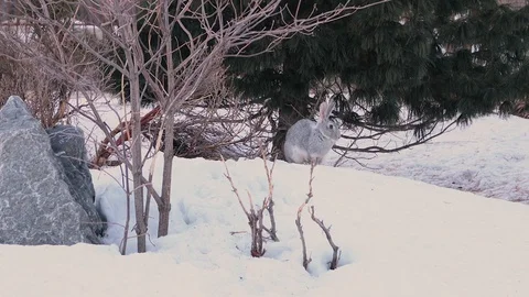 Gray Rabbit  on the Snow 库存影片 128321257