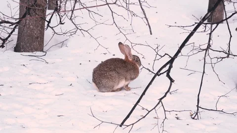 Gray Rabbit in the Snow Vidéo 128321296